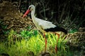 White stork in the swamp.